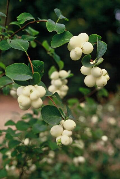 Buitenplant 48x Symphoricarpos ch. 'Hancock' - Pot Ø 9cm Hoogte ↕ 10-25cm