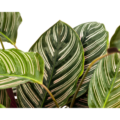 Kamerplant - Calathea Ornata Sanderiana - Pot Ø 27cm Hoogte ↕ 60-80cm