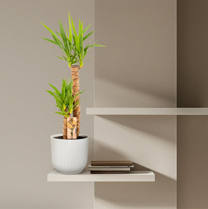 Kamerplant - Yucca - Pot Ø 21cm Hoogte ↕ 100cm