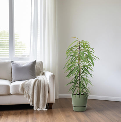 Kamerplant - Ficus Binnendijkii Alii - Pot Ø 21cm Hoogte ↕ 80cm