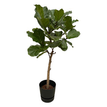 XL kamerplant - Ficus Lyrata stam - Pot Ø 30cm Hoogte ↕ 160cm