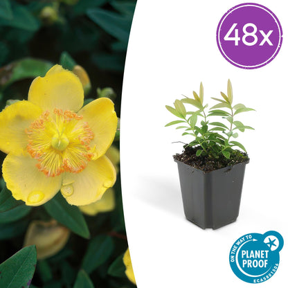 Buitenplant 48x Hypericum calycinum - Bloeiend - Pot Ø 9cm Hoogte ↕ 10-25cm