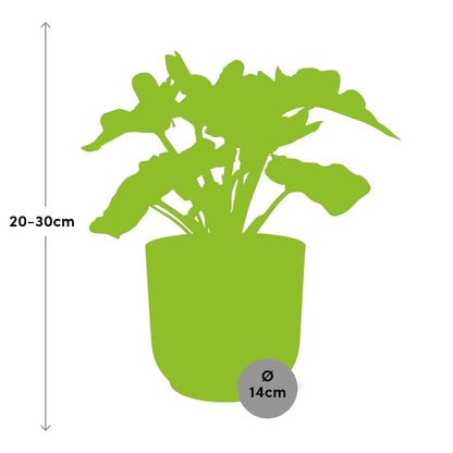 Kamerplant - Philodendron Atom - Pot Ø 14cm