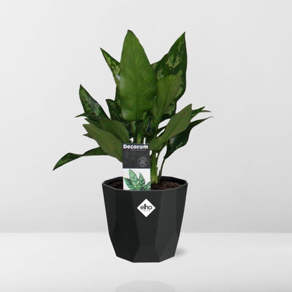 Kamerplant - Aglaonema Maria - Pot Ø 14cm