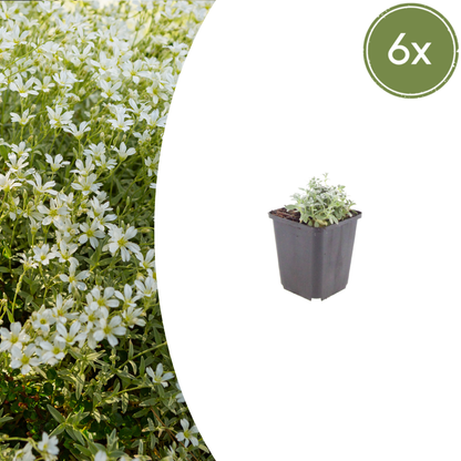 Buitenplant 6x Cerastium tomentosum - Bodembedekker - Pot Ø 9cm Hoogte ↕ 10-25cm