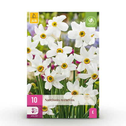 Buitenplant 10x Narcis Recurvus - Bloeiend - Bolmaat 12/14
