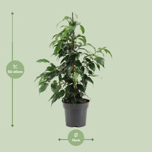 Kamerplant - Ficus Benjamina Danielle - Pot Ø 14cm Hoogte ↕ 55cm