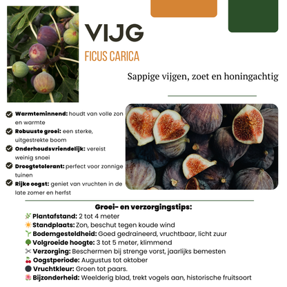 Buitenplant - Zoete oogst trio BIO Fruitplanten mix - Set van 3 soorten
