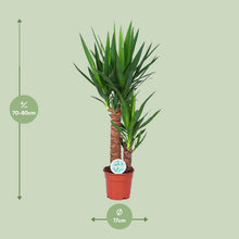 Kamerplant - Yucca - Pot Ø 17cm Hoogte ↕ 80cm