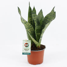 Kamerplant - Sansevieria Black Coral - Pot Ø 12cm Hoogte ↕ 35cm