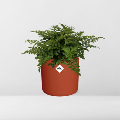Kamerplant - Asplenium Parvati - Pot Ø 14cm