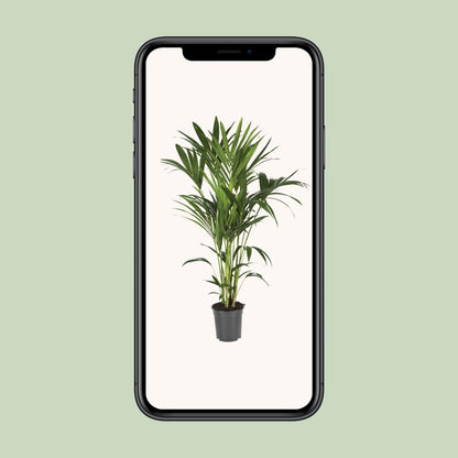 XL kamerplant - Howea Forsteriana - Pot Ø 21cm Hoogte ↕ 120cm