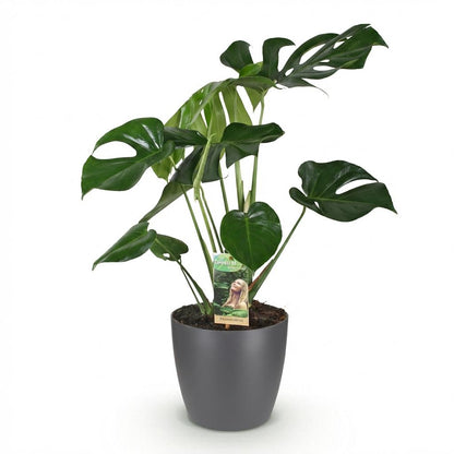 Kamerplant - Monstera Deliciosa - Pot Ø 21cm Hoogte ↕ 70-80cm