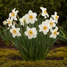 Buitenplant 10x Narcis Recurvus - Bloeiend - Bolmaat 12/14