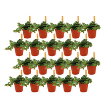 Kamerplant 20x Sedum Tornado - Pot Ø 5,5cm Hoogte ↕ 10cm
