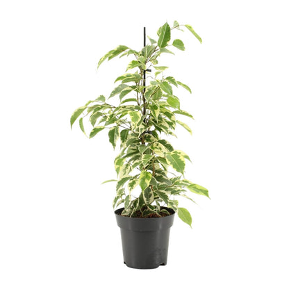 Kamerplant - Ficus Benjamina Samantha - Pot Ø 14cm Hoogte ↕ 55cm