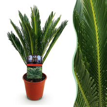 Green boutiQ - Kamerplant - Cycas revoluta - Palmvaren - Weinig onderhoud - Groen - 1 - Pot 15cm - Hoogte 45-55cm