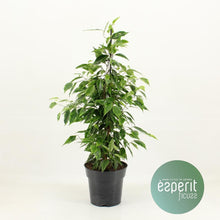 Kamerplant - Ficus Benjamina Anastasia - Pot Ø 17cm Hoogte ↕ 60cm