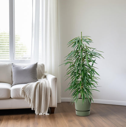 Kamerplant - Ficus Binnendijkii 'Alii' (Hydrocultuur) - Pot Ø 18cm Hoogte ↕ 110cm
