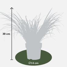 Buitenplant 3x Acorus gramineus 'Ogon' - Pot Ø 14cm Hoogte ↕ 30cm