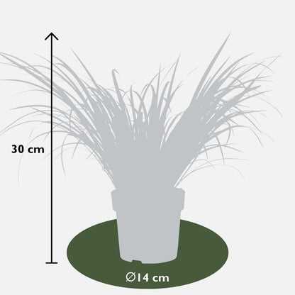 Buitenplant 3x Acorus gramineus 'Ogon' - Pot Ø 14cm Hoogte ↕ 30cm