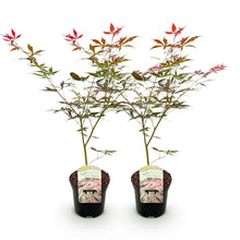 Buitenplant 2x Acer palmatum Sumi-nagashi - Japanse Esdoorn - Pot Ø 19cm