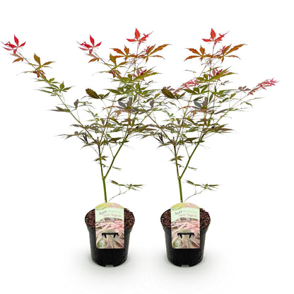 Buitenplant 2x Acer palmatum Sumi-nagashi - Japanse Esdoorn - Pot Ø 19cm
