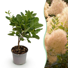 Buitenplant - Cotinus coggyria 'Young Lady' - Bladverliezend - Pot Ø 12cm Hoogte ↕ 35cm
