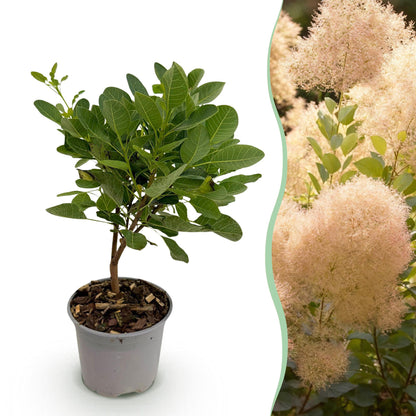 Buitenplant - Cotinus coggyria 'Young Lady' - Bladverliezend - Pot Ø 12cm Hoogte ↕ 35cm