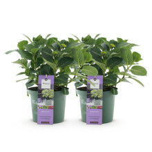 Buitenplant 2x Hydrangea Magical Jewel Blue - Bloeiend - Pot Ø 23cm Hoogte ↕ 55cm