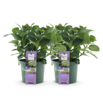 Buitenplant 2x Hydrangea Magical Jewel Blue - Bloeiend - Pot Ø 23cm Hoogte ↕ 55cm