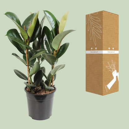 Kamerplant - Ficus Elastica Robusta - Hoogte ↕ 35-95cm