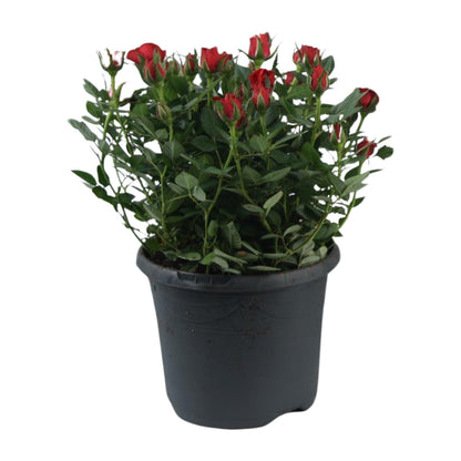 Buitenplant - Rosa Jewel Patio Hot - Bloeiend - Pot Ø 17cm Hoogte ↕ 30cm