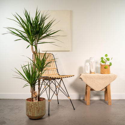 XL Kamerplant - Dracaena - Pot Ø 21cm Hoogte ↕ 120cm
