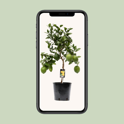 Kamerplant - Citrus Lemon - Pot Ø 22cm Hoogte ↕ 80cm