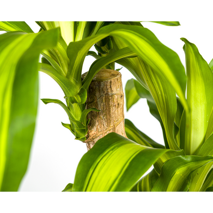 Kamerplant - Dracaena Fragrans Massangeana - Luchtzuiverend - Pot Ø 19cm Hoogte ↕ 70-90cm