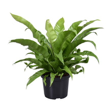 Kamerplant - Asplenium Antiquum - Pot Ø 23cm Hoogte ↕ 60cm