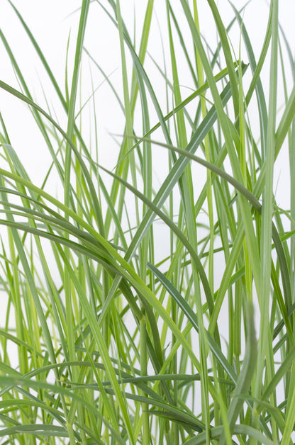 Buitenplant - Miscanthus sinensis Ferner Osten - Pot Ø 23cm Hoogte ↕ 60cm