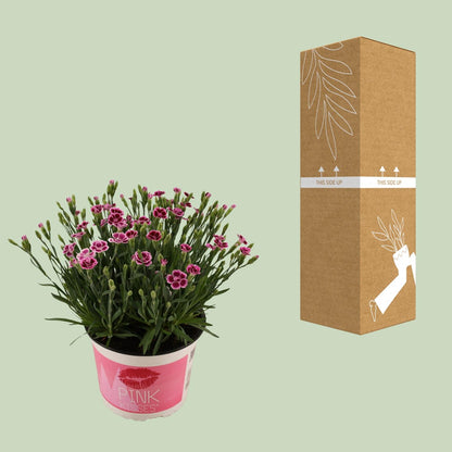 Buitenplant - Dianthus 'Pink Kisses' - Bloeiend - Pot Ø 17cm Hoogte ↕ 40cm