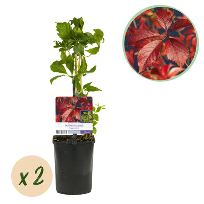 Buitenplant 2x Parthenocissus Engelmannii - Klimplant - Pot Ø 11cm Hoogte ↕ 40cm