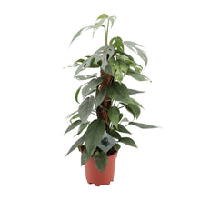 Kamerplant - Epipremnum Pinnatum Cebu Blue - Hangplant - Pot Ø 17cm Hoogte ↕ 60cm