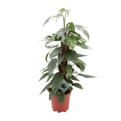 Kamerplant - Epipremnum Pinnatum Cebu Blue - Hangplant - Pot Ø 17cm Hoogte ↕ 60cm