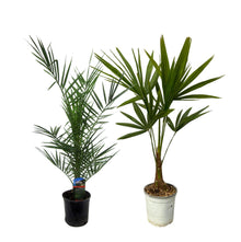 Buitenplant - Phoenix Canariensis & Trachycarpus Fortunei - Palmen Duo