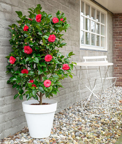Buitenplant - Camellia japonica 'Black Lace' - Bloeiend - Pot Ø 19cm Hoogte ↕ 65cm