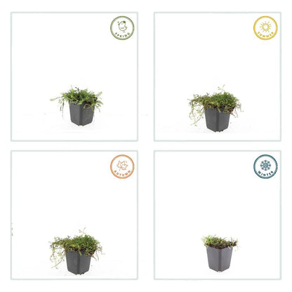 Buitenplant 6x Leptinella squalida - Pot Ø 9cm Hoogte ↕ 10-25cm
