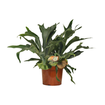 Kamerplant - Platycerium Bifurcatum - Pot Ø 26cm Hoogte ↕ 80cm