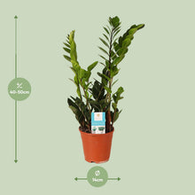 Kamerplant - Zamioculcas Zamiifolia - Pot Ø 14cm Hoogte ↕ 45cm