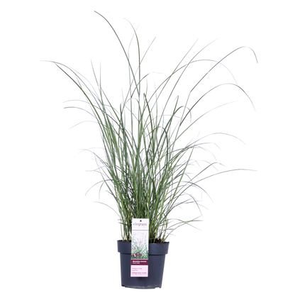 Buitenplant - Miscanthus sinensis Ferner Osten - Pot Ø 19cm Hoogte ↕ 50cm