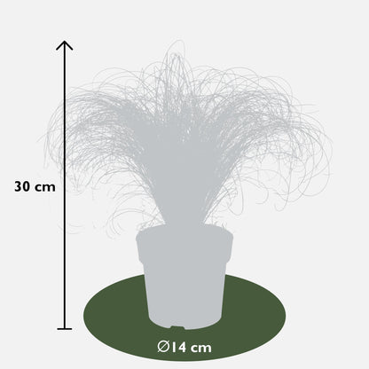 Buitenplant 3x Carex comans 'Frosted Curls' - Pot Ø 14cm Hoogte ↕ 30cm