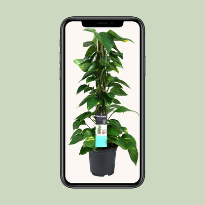 Kamerplant - Scindapsus (Epipremnum) - Pot Ø 19cm Hoogte ↕ 80cm